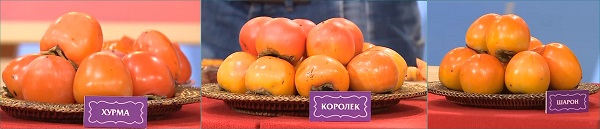 Отличие хурмы от королька